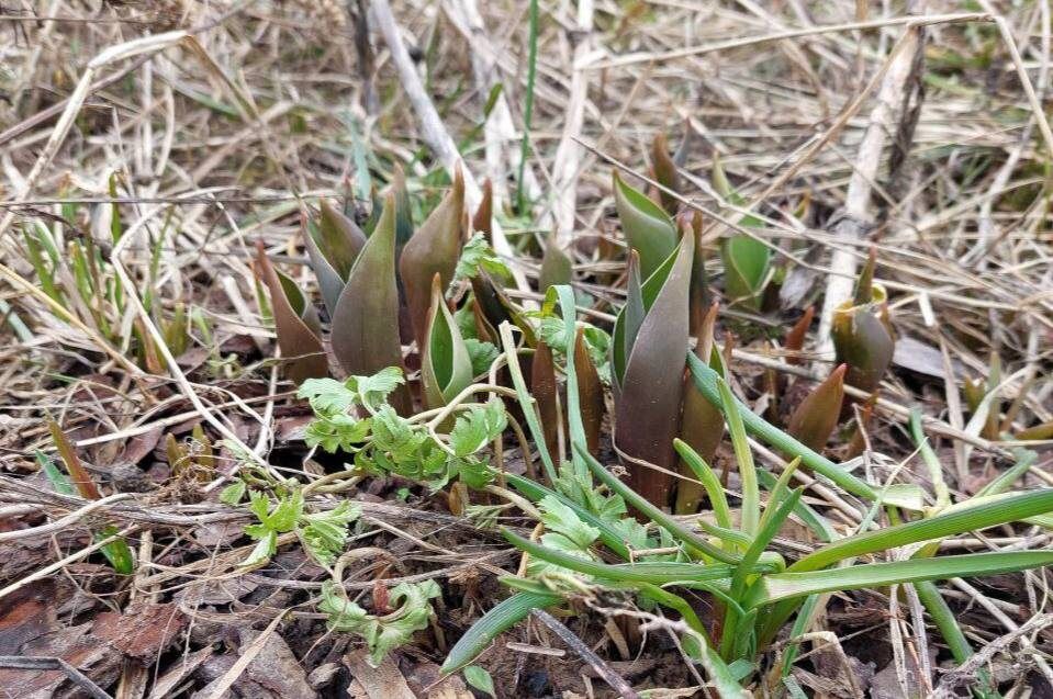 ��� �������� ���� �� ����������� �������: ������ �� ����� �� ����������