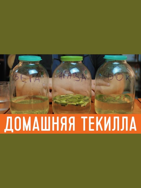 Создайте свою текилу: простая инструкция для домашнего производства