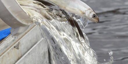 Укрепление экосистемы: почти 4 тысячи мальков сига выпущены в Финский залив