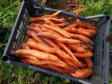 Как выбрать лучший сорт моркови для хранения и заготовок