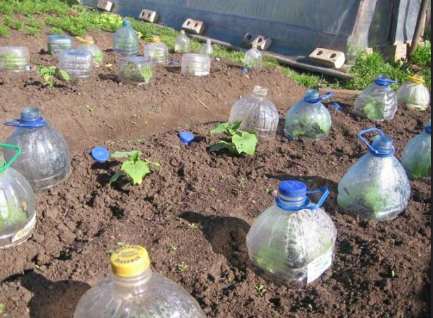 Как вырастить ранние огурцы без рассады: секреты и этапы