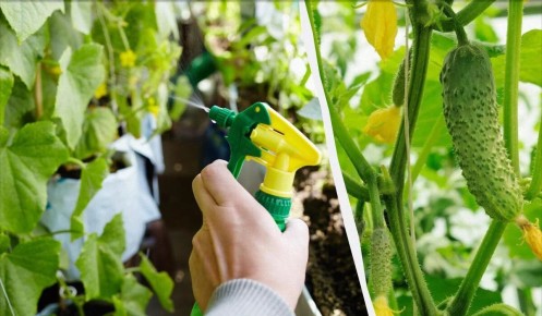 ��� �������� ������ ������� �� ������� �����: ������� � ������ ���������