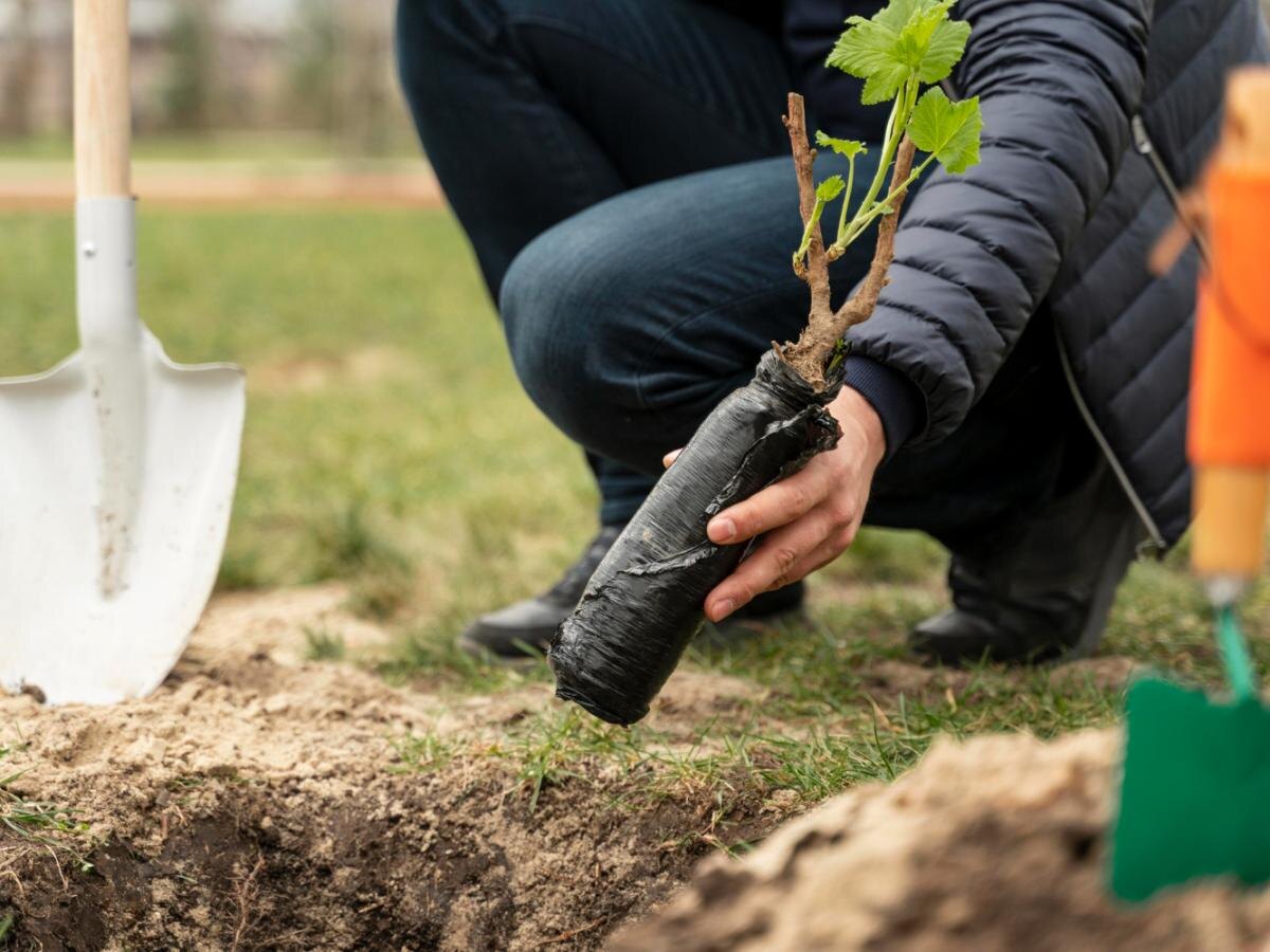 Как правильно сажать деревья: избежите распространенных ошибок и гарантия успешного роста