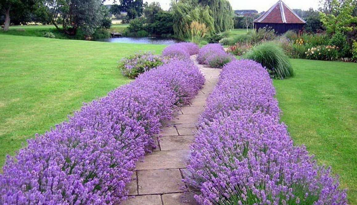 Как создать ароматный уголок из лаванды: секреты успешного роста