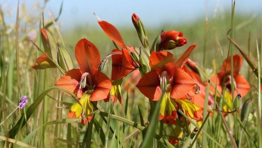 ��������� �����������: ������ � ���������� � ����