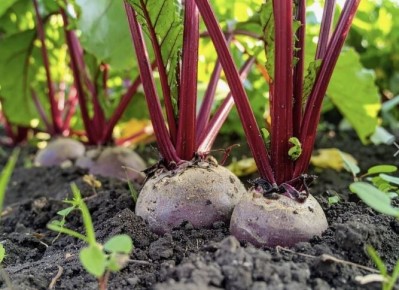 ��� ��������� ���������� �������� ������: ������� ��������� ����� ������