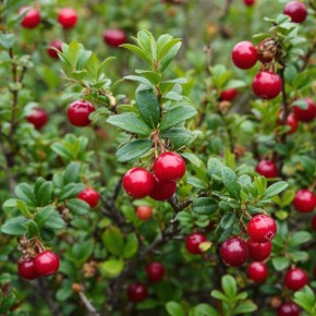 5 ягод и плодов для напитков во время болезни