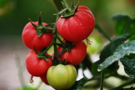 Новости о свежести томатов: новые научные открытия