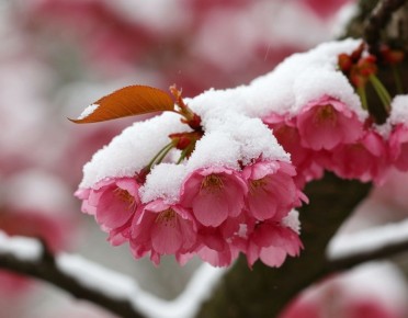 Весенние морозы: как защитить сад от неожиданных угроз