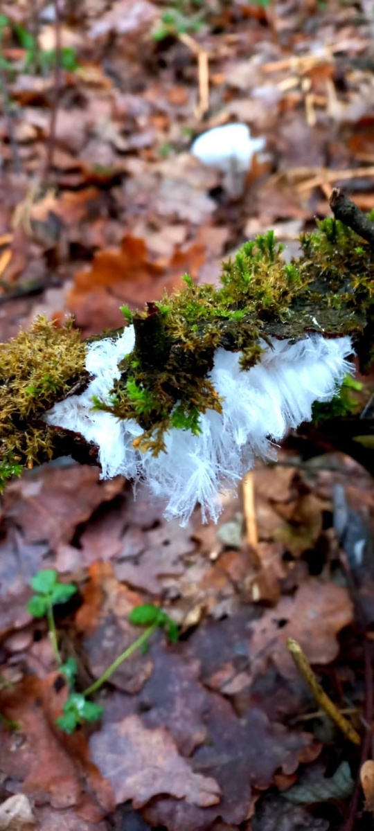 Грибной бум в Курске: урожай грибов радует жителей