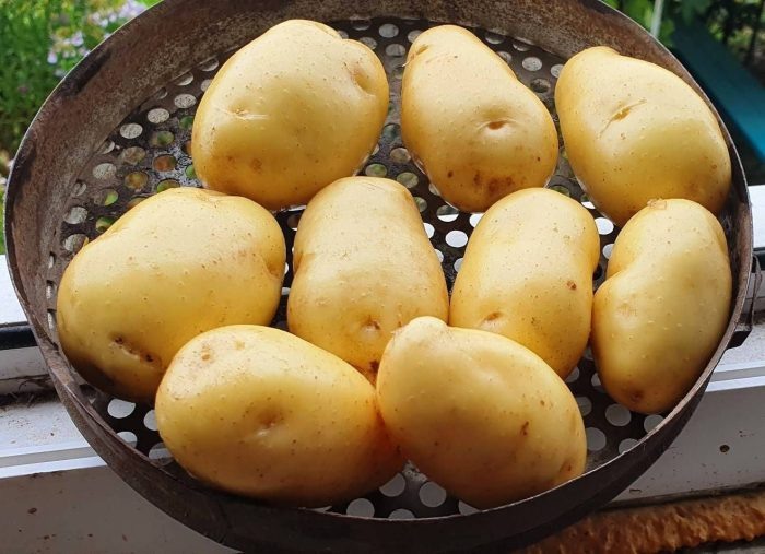 Картофель Сарпо Кифли: вкус и устойчивость в одном клубне