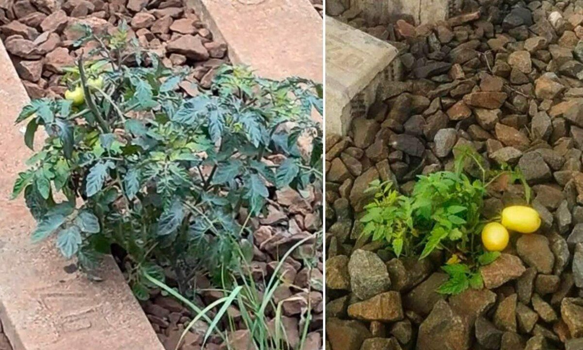 ��������, �������� �� �����: ���������� ���� � ������