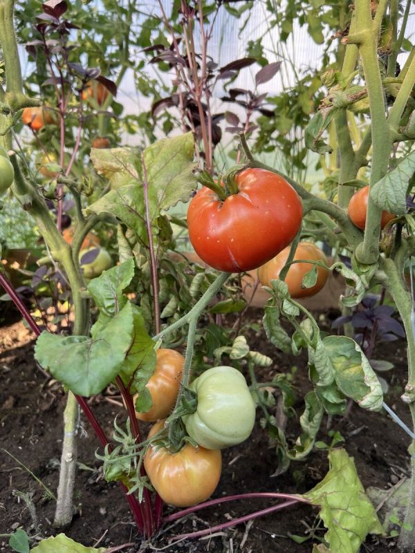 ��� ��������� �������� �������� ��� ���������: ������� ��������� �������