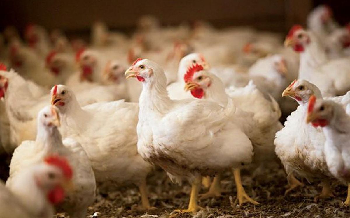 ���� � �������� � ��������� ���������: ��� ����� �����