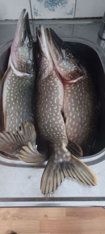 Как рыба влияет на здоровье: пять причин включить ее в свой рацион