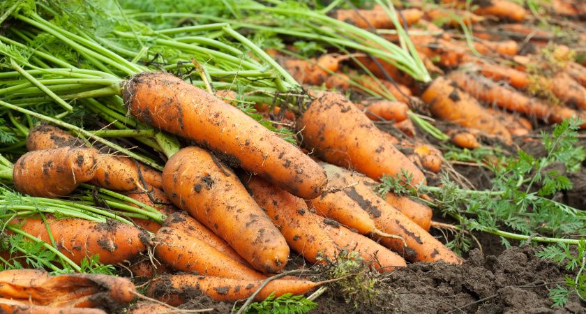 ������ ������: ����� ��������� ����������� ������� ��� ������� ������