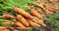 Секрет успеха: когда правильно прореживать морковь для щедрого урожая