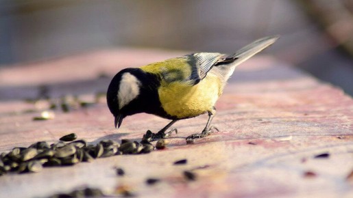 Россияне смогут кормить птиц биоразлагаемой посудой из рисового крахмала