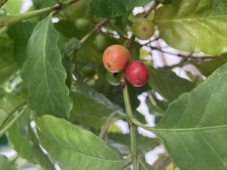 Зимой в оранжерее можно увидеть спелые плоды кофе и понять его путь от ягоды до зерна