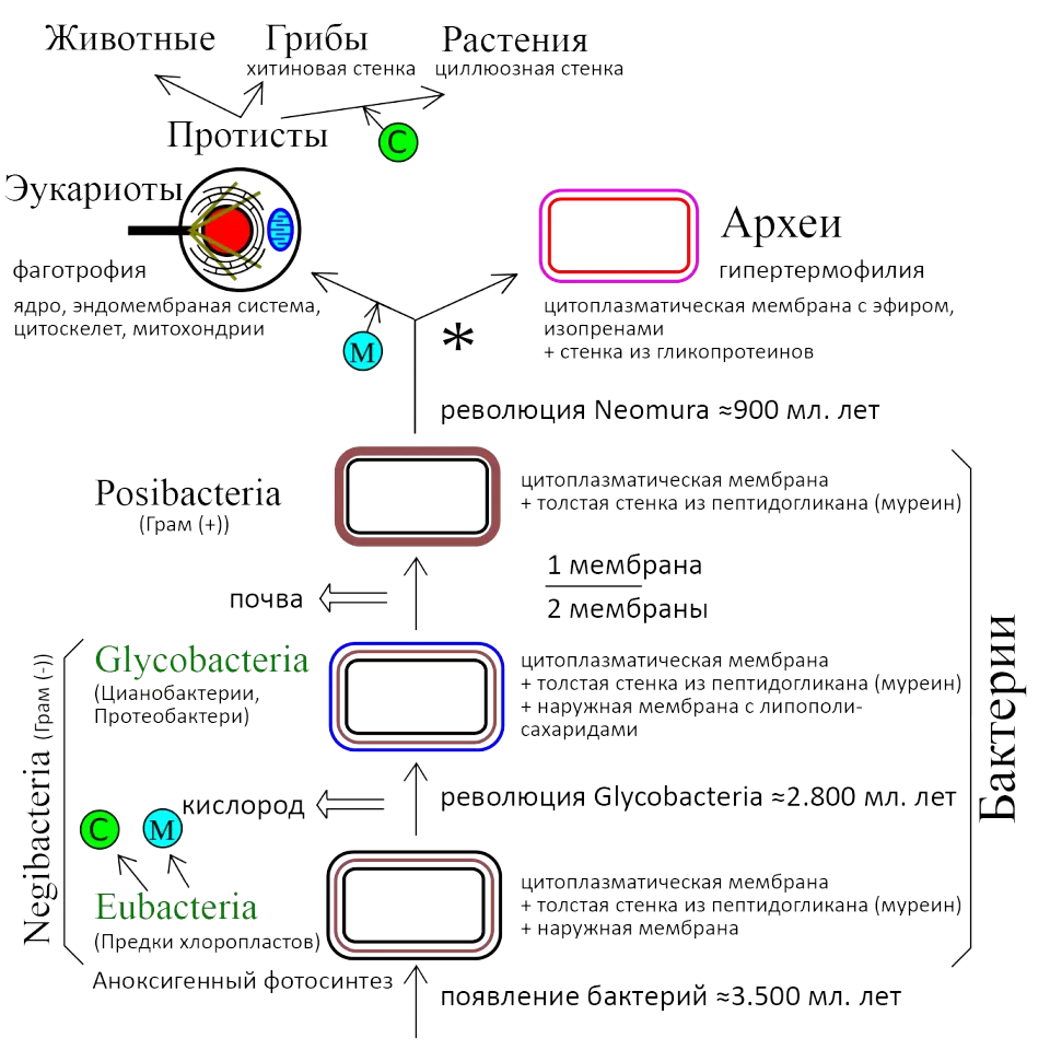 Грибы: загадочные создания, связывающие мир живого