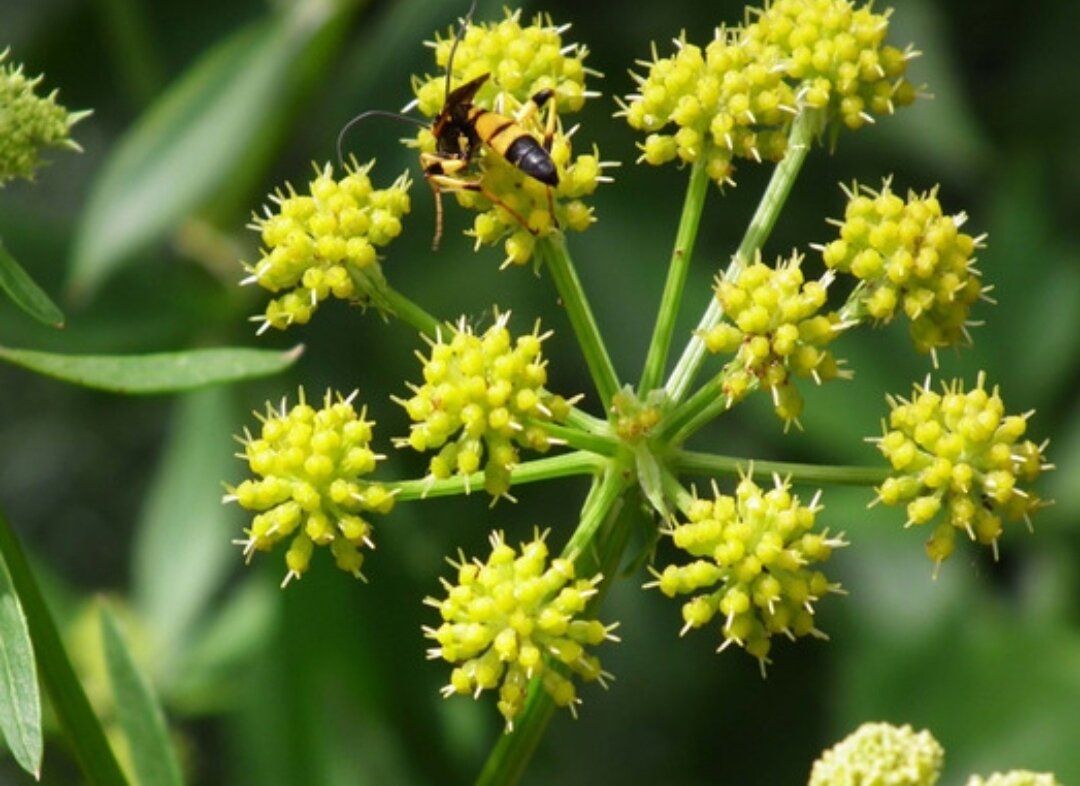 ��������: ������������������� �������� � ������� �����������