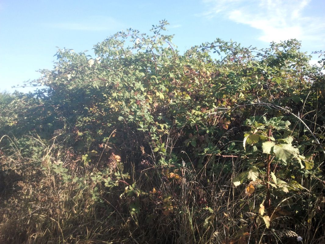 ����������� �� �������� ����