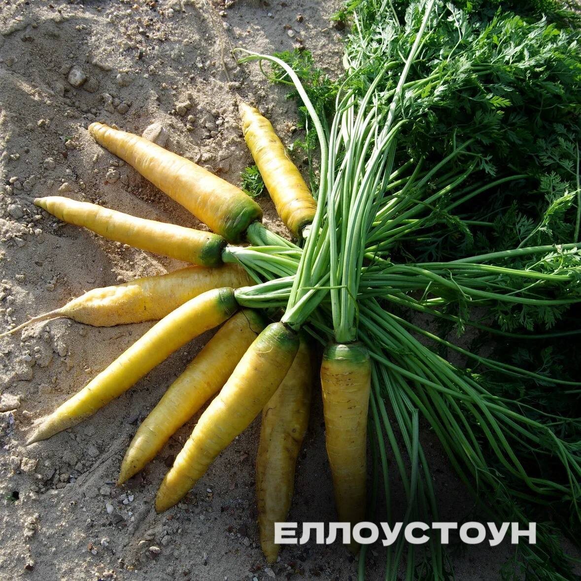 Украсить свой стол: яркие овощи для насыщенного рагу