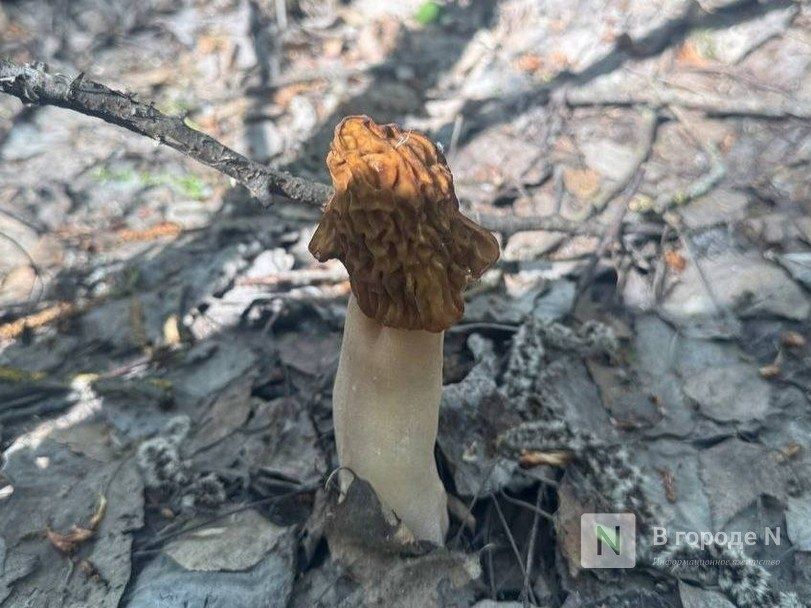 Нижегородцы активно собирают грибы в лесах региона