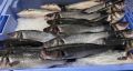 Как сохранить свежесть рыбы при заморозке: советы шеф-поваров
