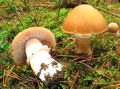 Колпак кольчатый: лесной гигант сезона, который краснеет при надломе